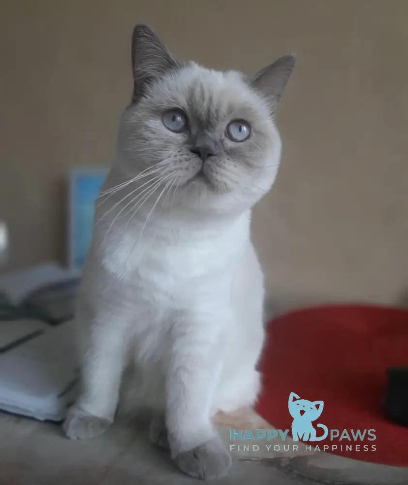 Han Scottish Fold male blue live animals