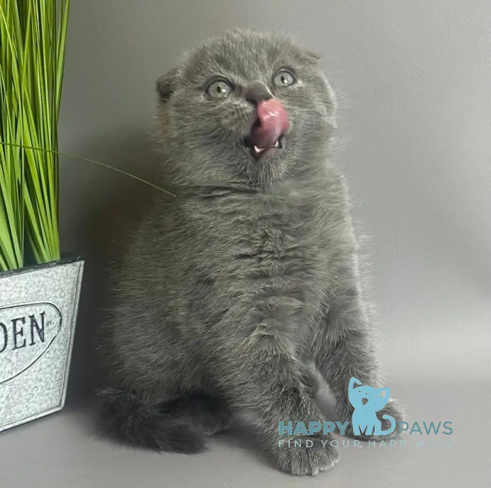 Han Scottish Fold male blue live animals