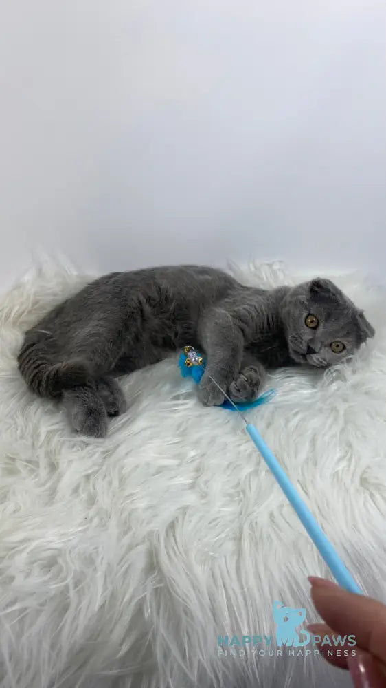 Han Scottish Fold male blue live animals