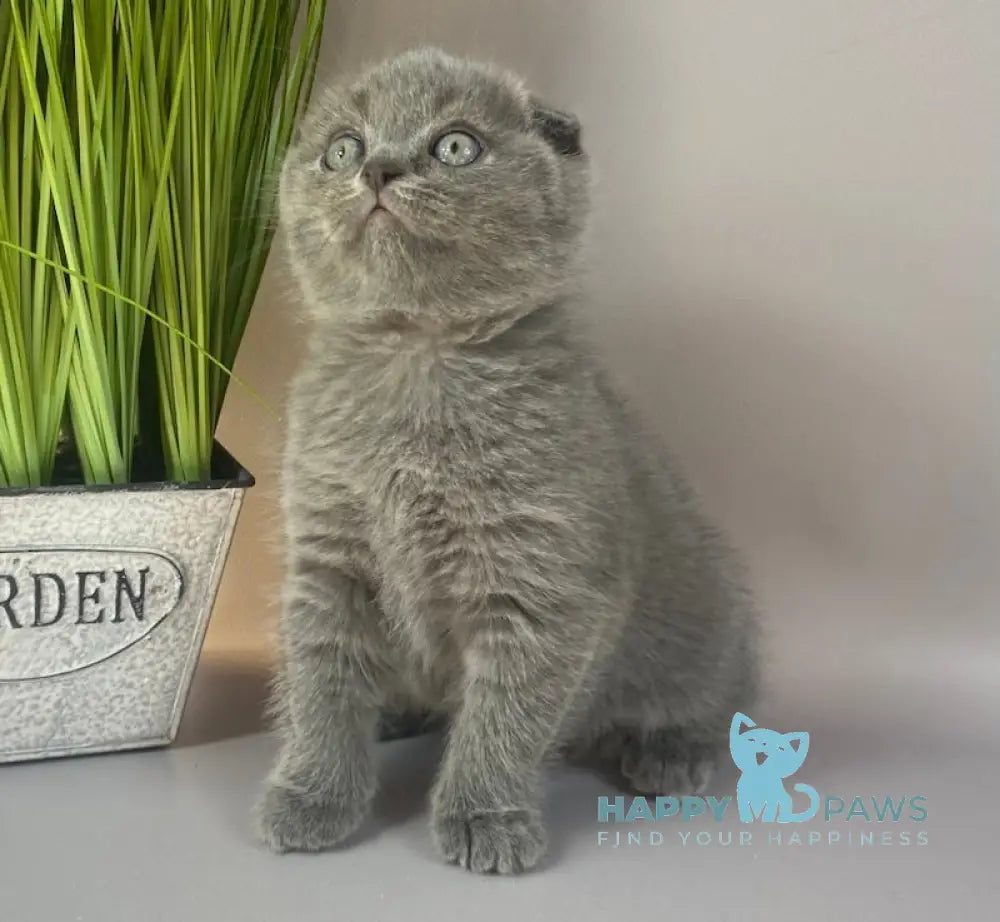 Han Scottish Fold male blue live animals