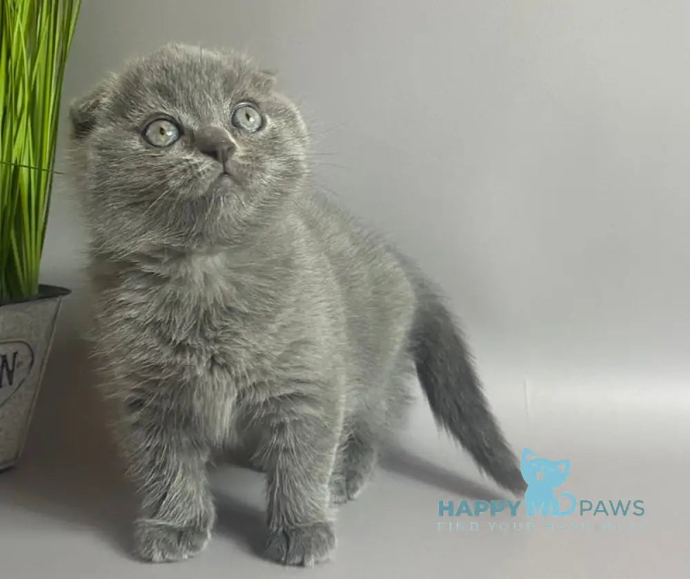 Han Scottish Fold male blue live animals