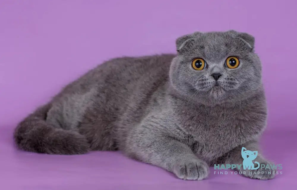 Han Scottish Fold male blue live animals