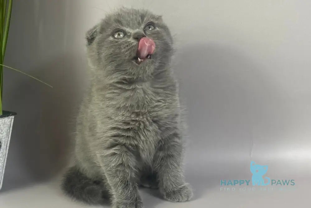 Han Scottish Fold male blue live animals