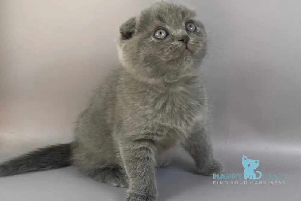 Han Scottish Fold male blue live animals