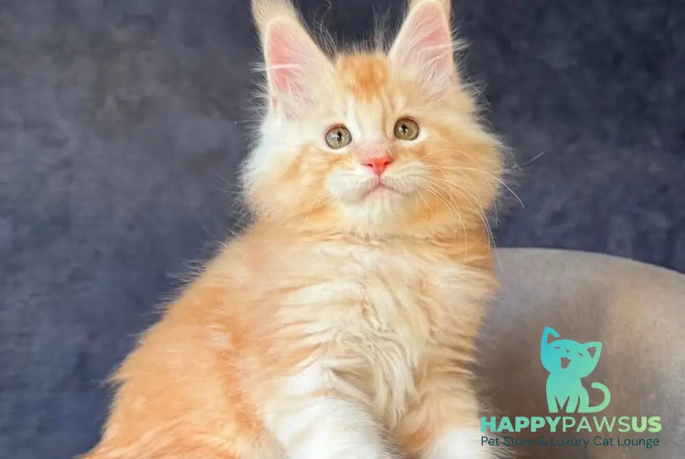 Han-Solo Maine Coon male red silver ticked tabby - live animals
