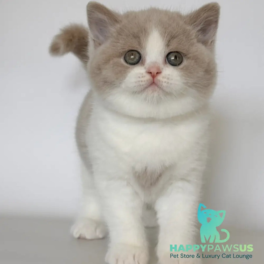 Hana British Shorthair female fawn bicolour - live animals