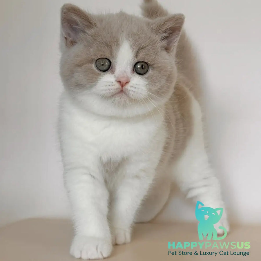 Hana British Shorthair female fawn bicolour - live animals