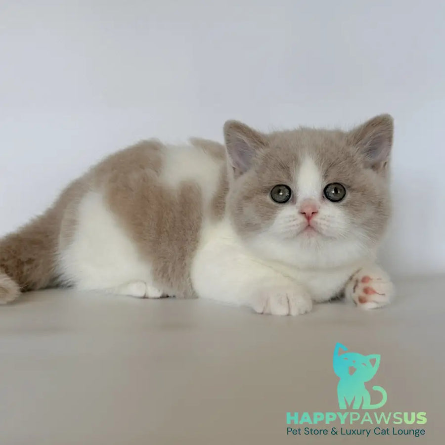 Hana British Shorthair female fawn bicolour - live animals