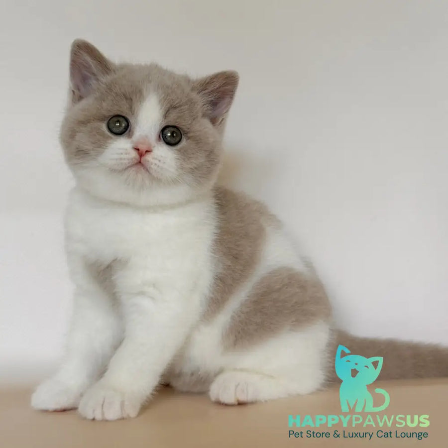 Hana British Shorthair female fawn bicolour - live animals