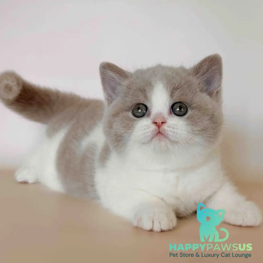 Hana British Shorthair female fawn bicolour - live animals