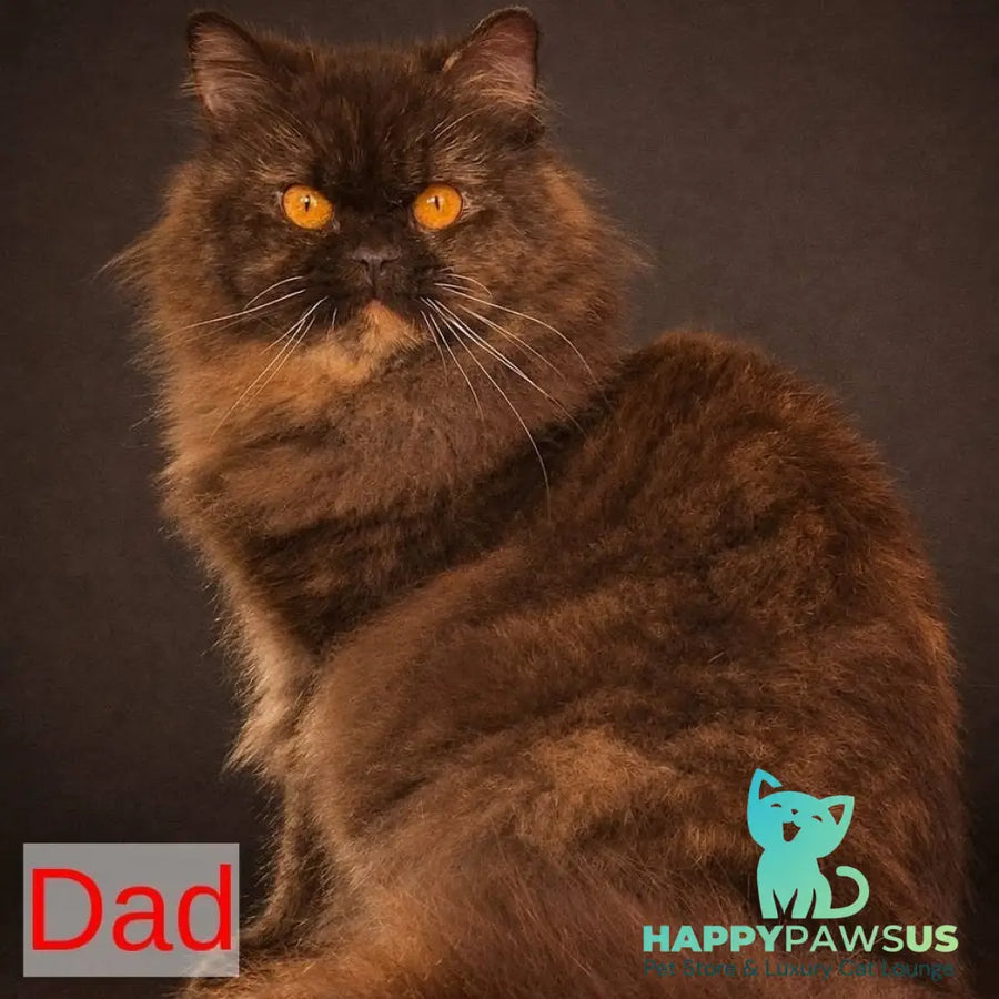 Hana British Shorthair female fawn bicolour - live animals