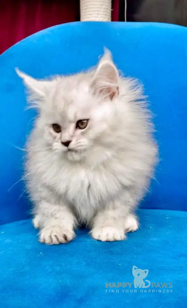 Handsome Maine Coon male black silver shaded live animals