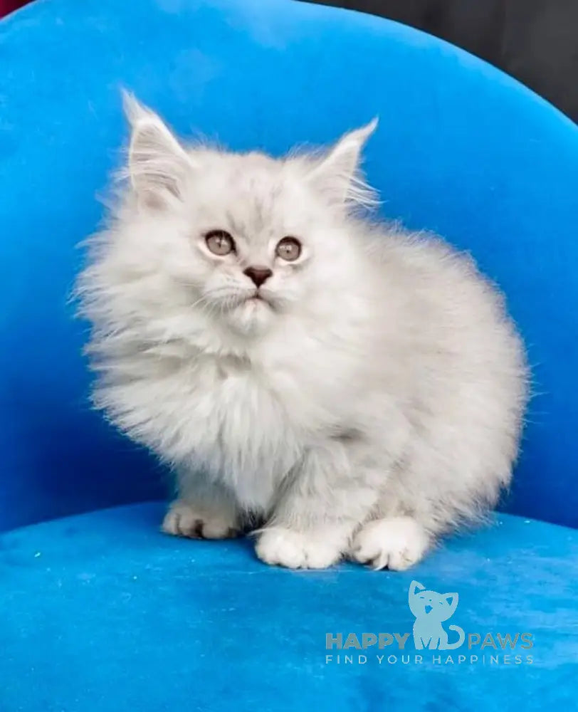 Handsome Maine Coon male black silver shaded live animals