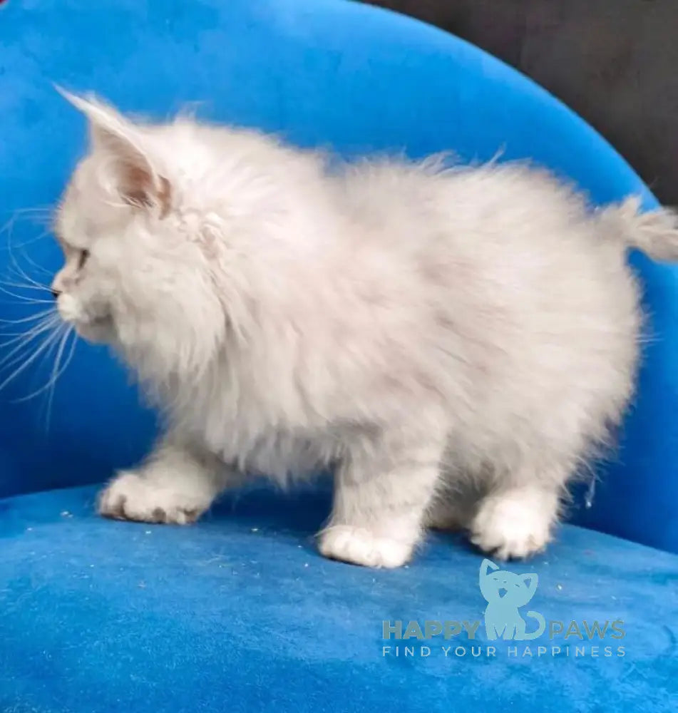 Handsome Maine Coon male black silver shaded live animals