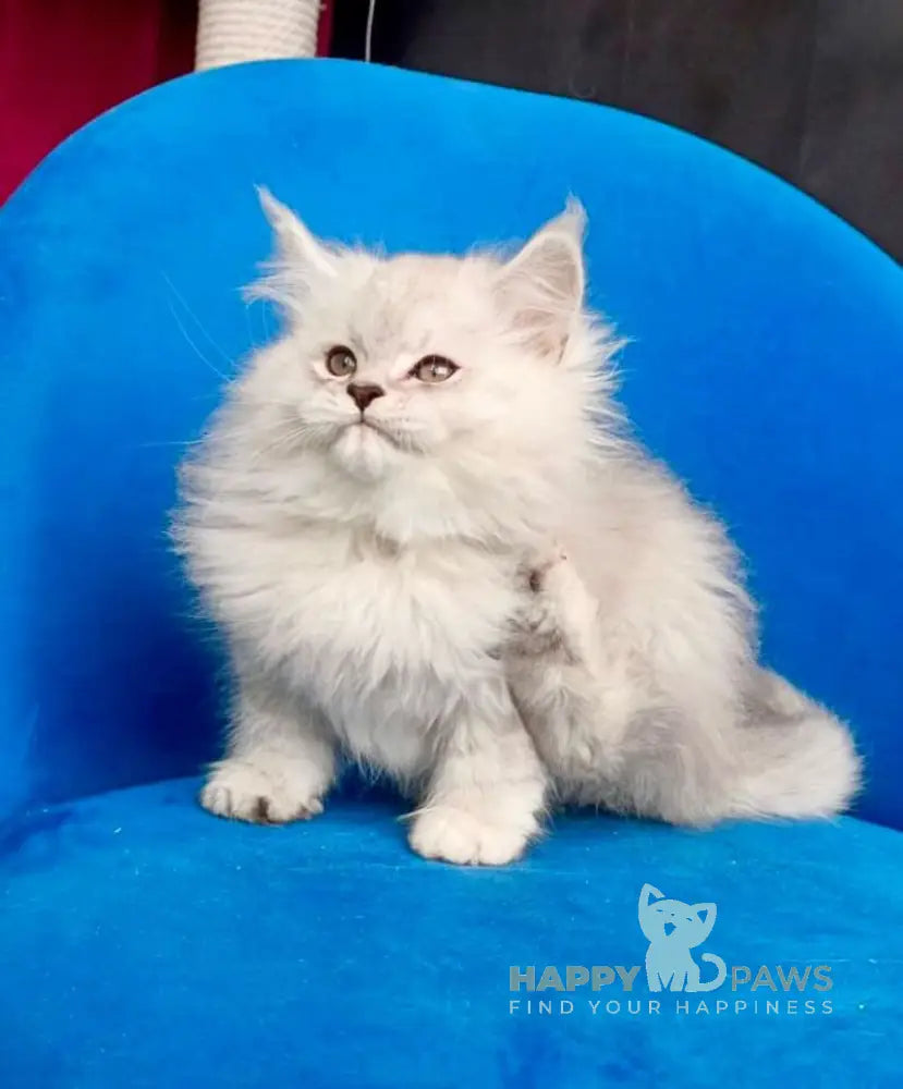 Handsome Maine Coon male black silver shaded live animals