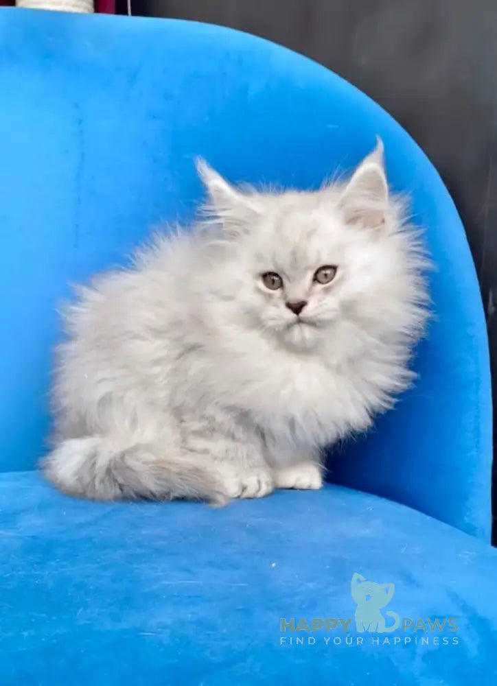 Handsome Maine Coon male black silver shaded live animals