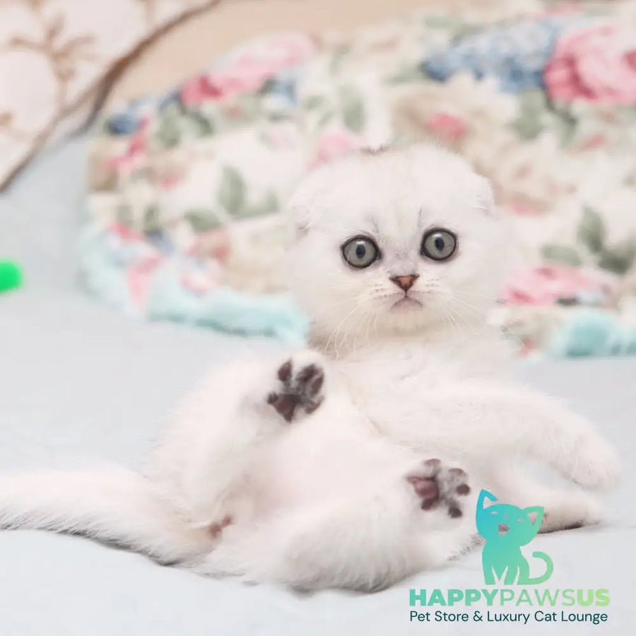Haney Scottish Fold female black silver shaded - live animals