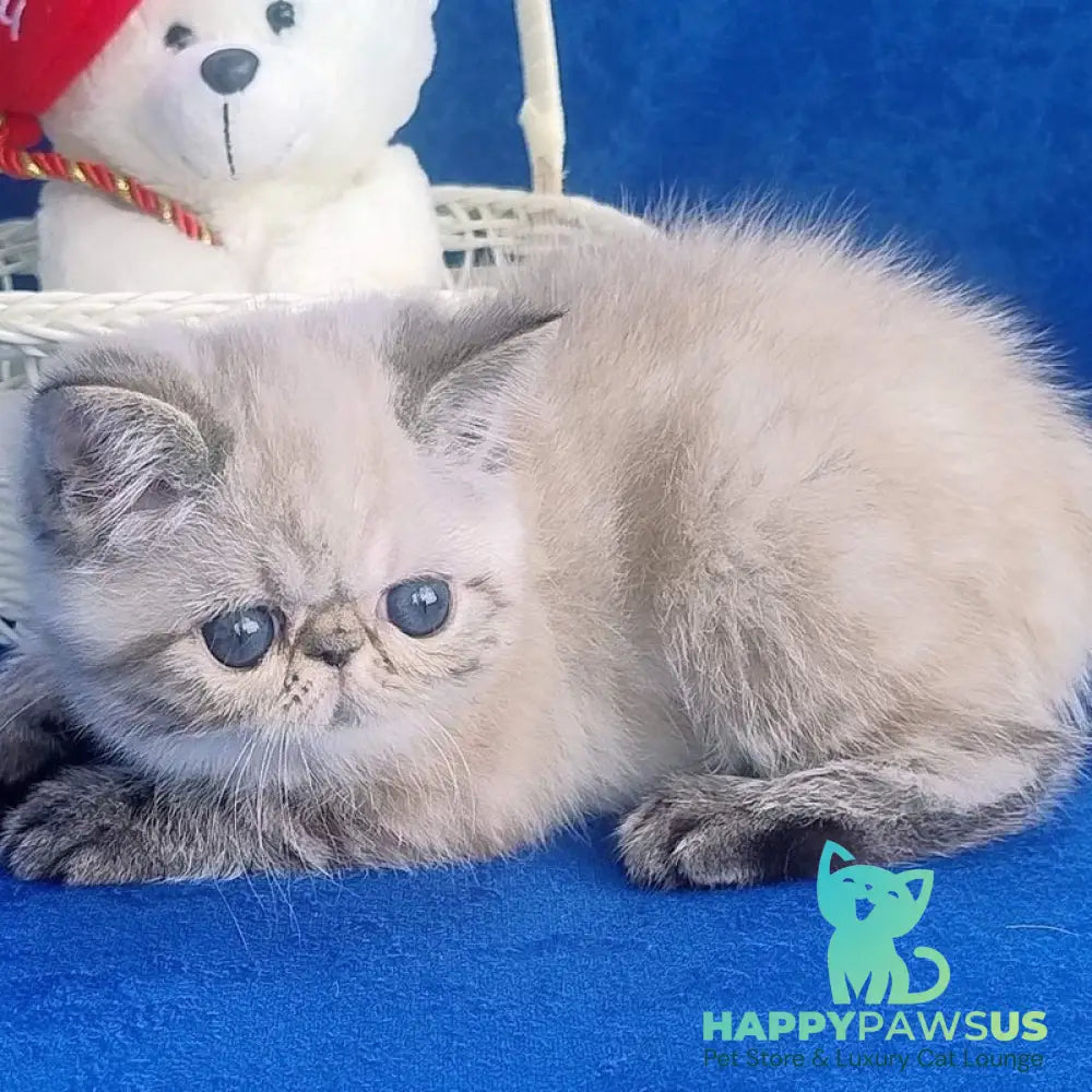 Hani Exotic female black pointed - live animals