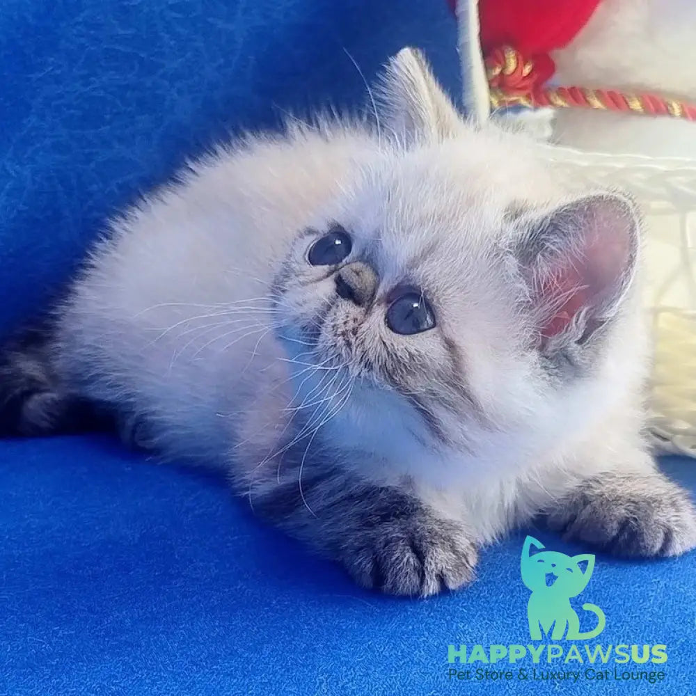 Hani Exotic female black pointed - live animals