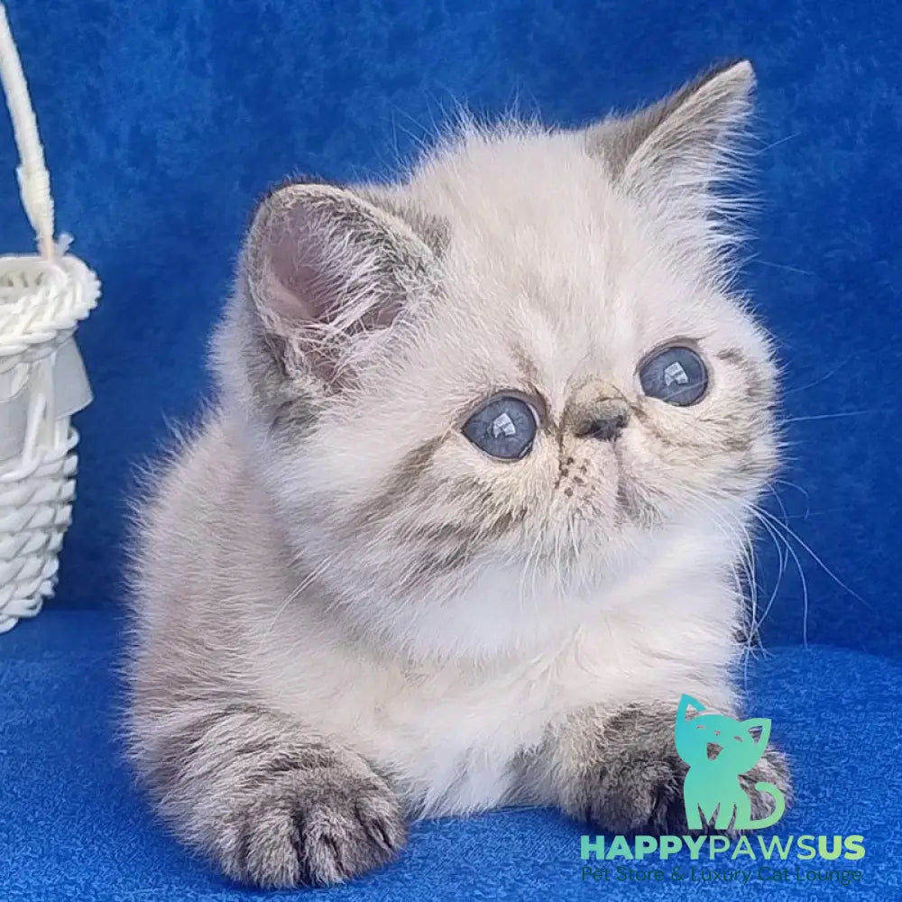 Hani Exotic female black pointed - live animals