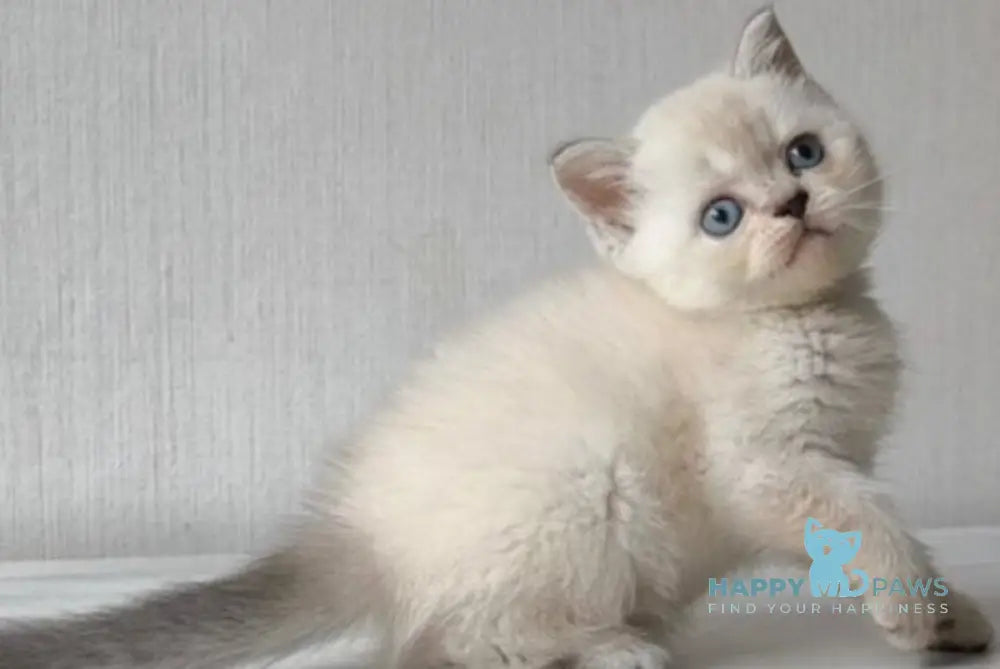 Hani Scottish Straight female black tabby pointed live animals