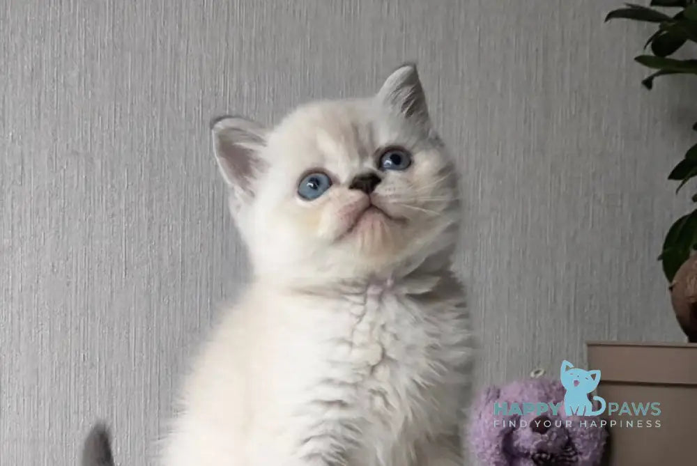 Hani Scottish Straight female black tabby pointed live animals