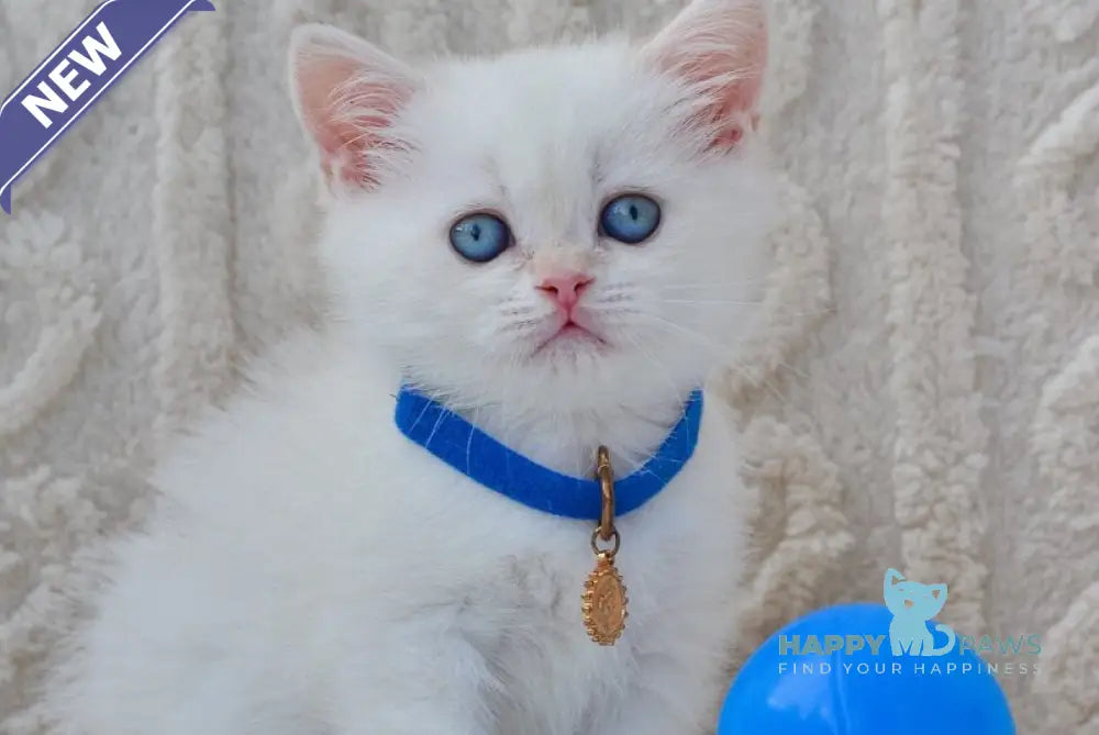 Hank British Shorthair male black golden shaded pointed live animals