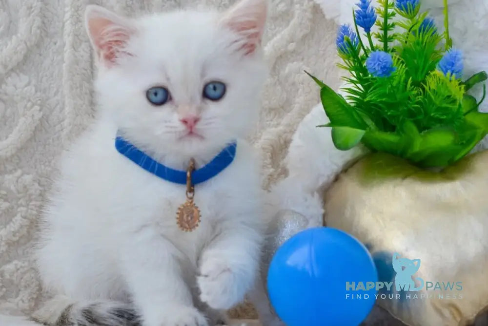Hank British Shorthair male black golden shaded pointed live animals