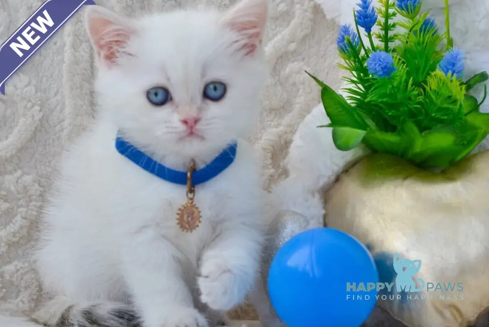 Hank British Shorthair male black golden shaded pointed live animals