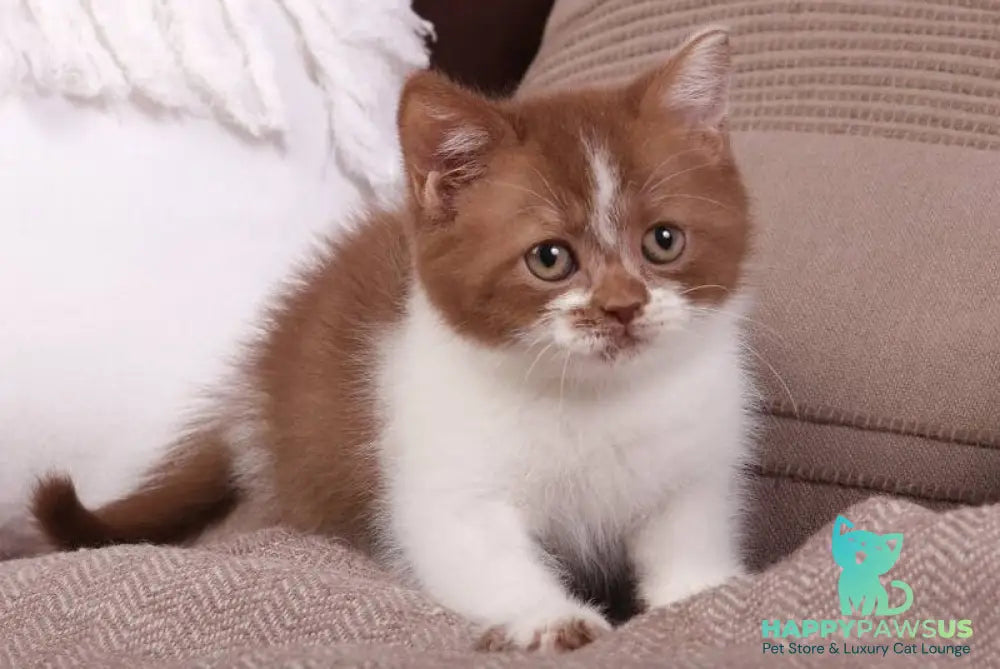Hank British Shorthair male cinnamon bicolour - live animals