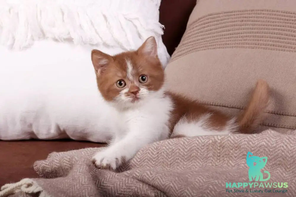 Hank British Shorthair male cinnamon bicolour - live animals