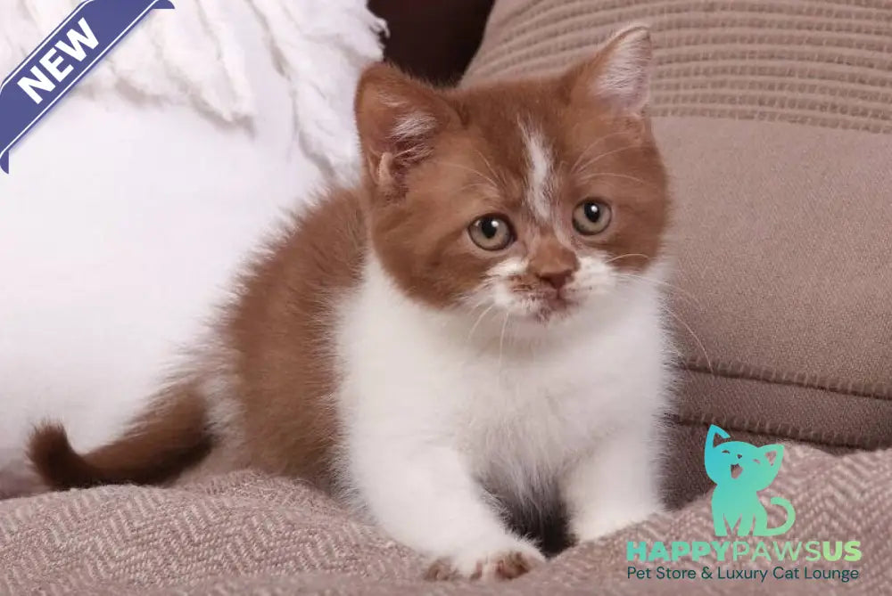 Hank British Shorthair male cinnamon bicolour - live animals