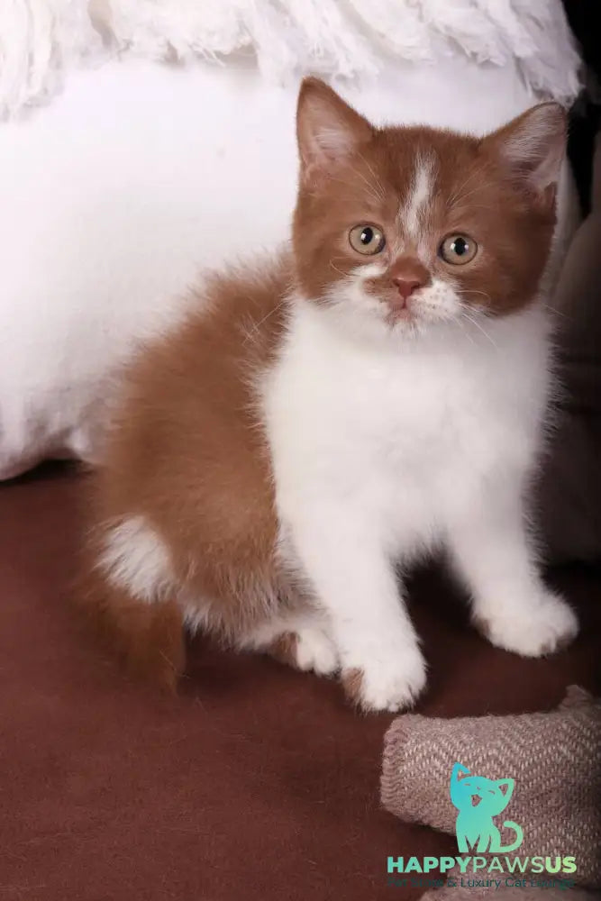 Hank British Shorthair male cinnamon bicolour - live animals
