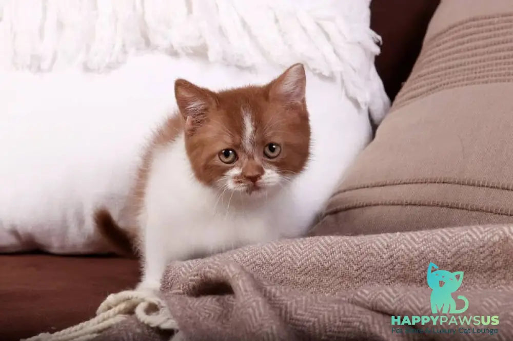Hank British Shorthair male cinnamon bicolour - live animals