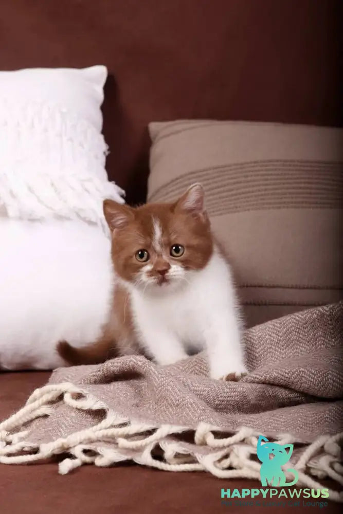 Hank British Shorthair male cinnamon bicolour - live animals