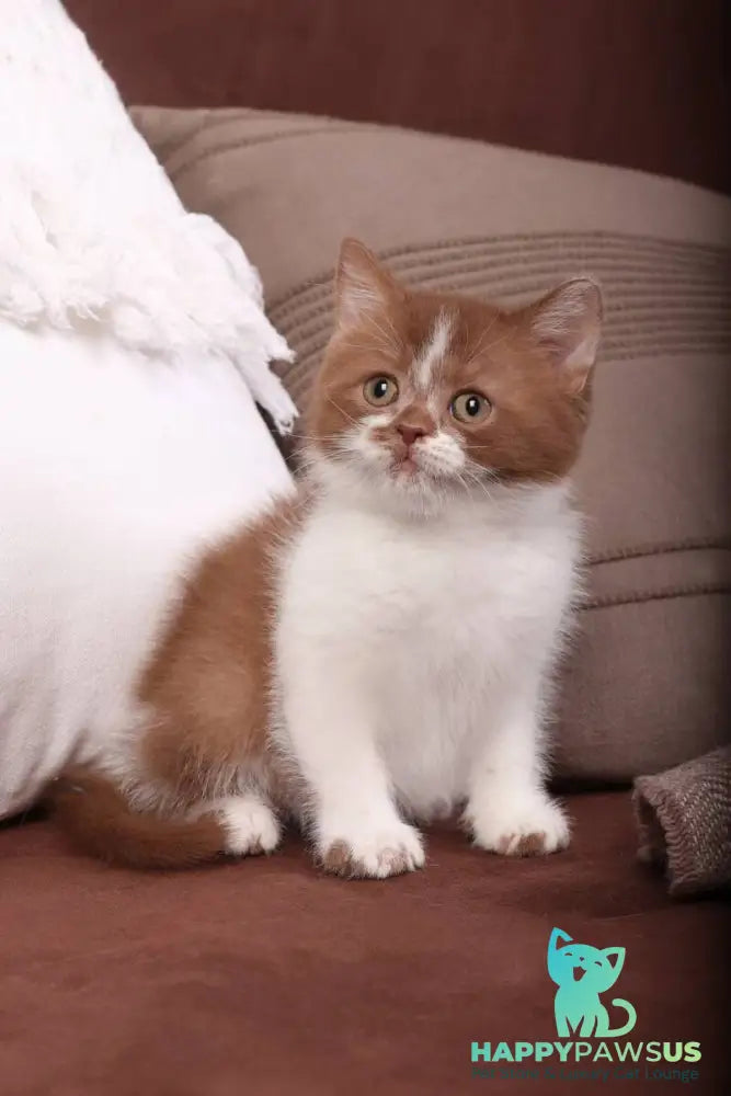 Hank British Shorthair male cinnamon bicolour - live animals