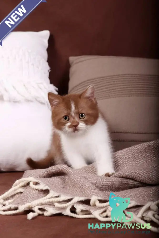 Hank British Shorthair male cinnamon bicolour - live animals