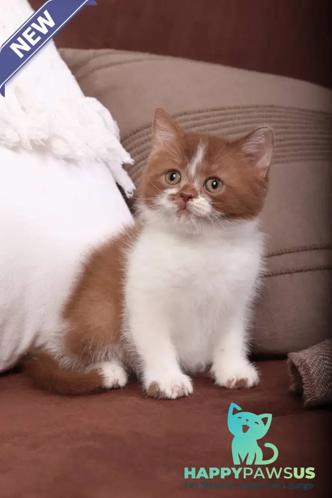 Hank British Shorthair male cinnamon bicolour - live animals