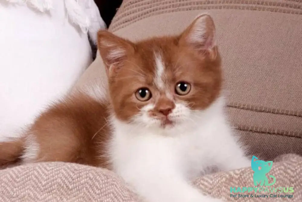 Hank British Shorthair male cinnamon bicolour - live animals