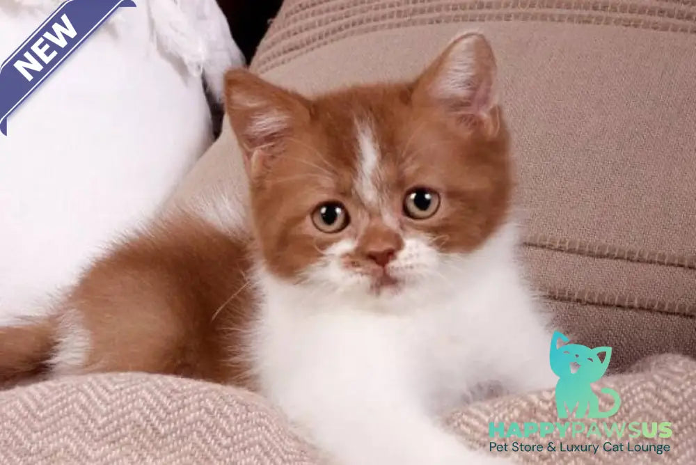 Hank British Shorthair male cinnamon bicolour - live animals