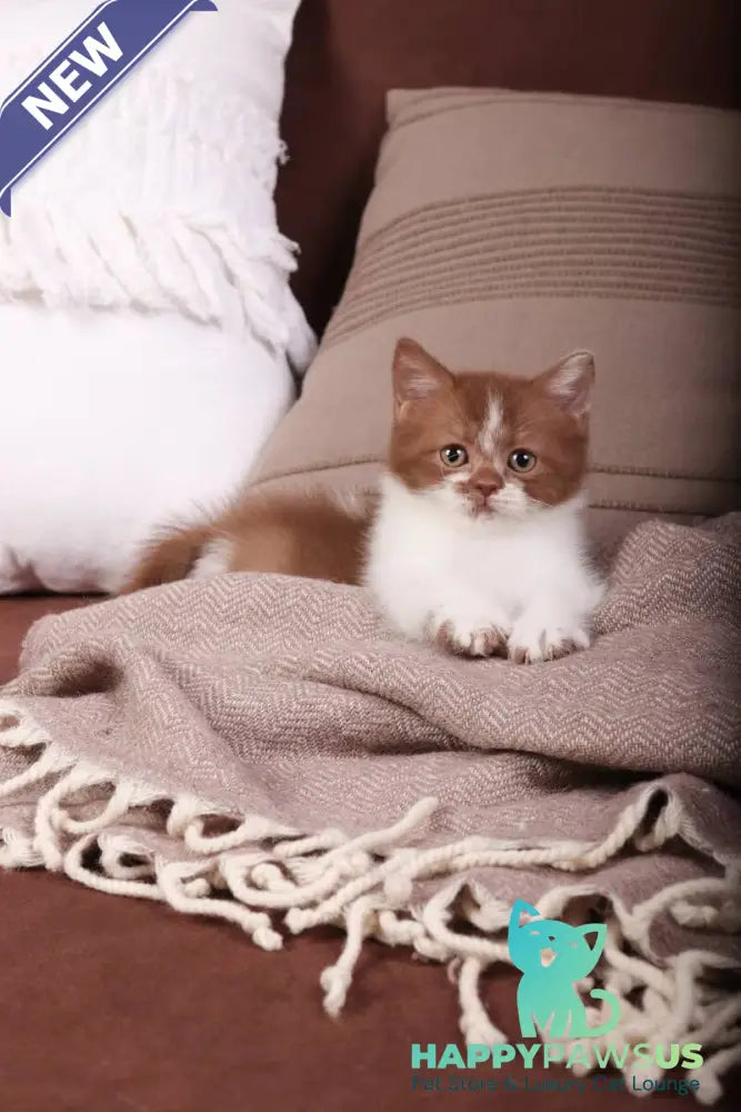 Hank British Shorthair male cinnamon bicolour - live animals
