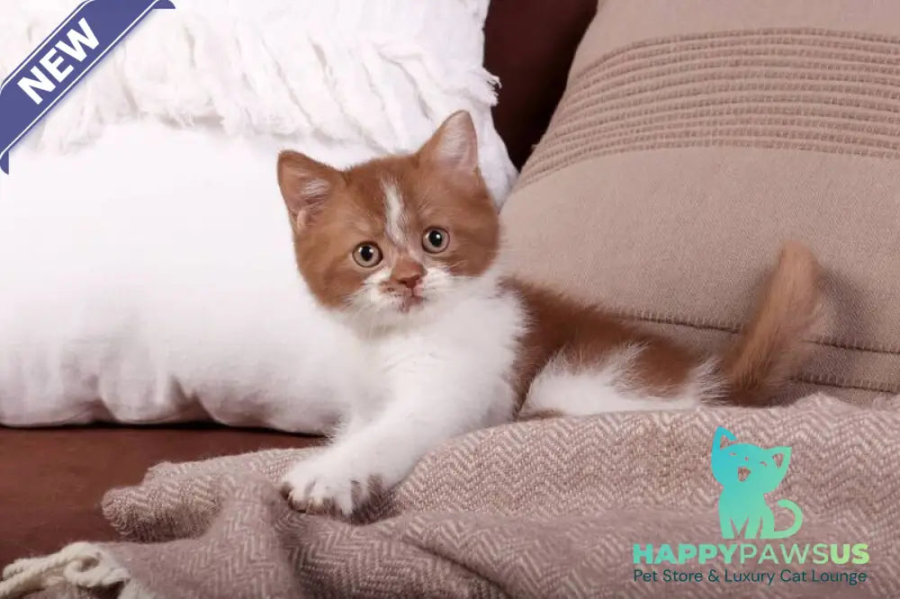 Hank British Shorthair male cinnamon bicolour - live animals