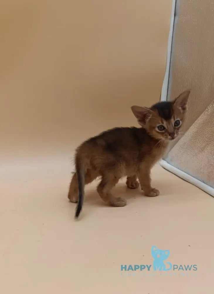 Hanna Abyssinian female black live animals