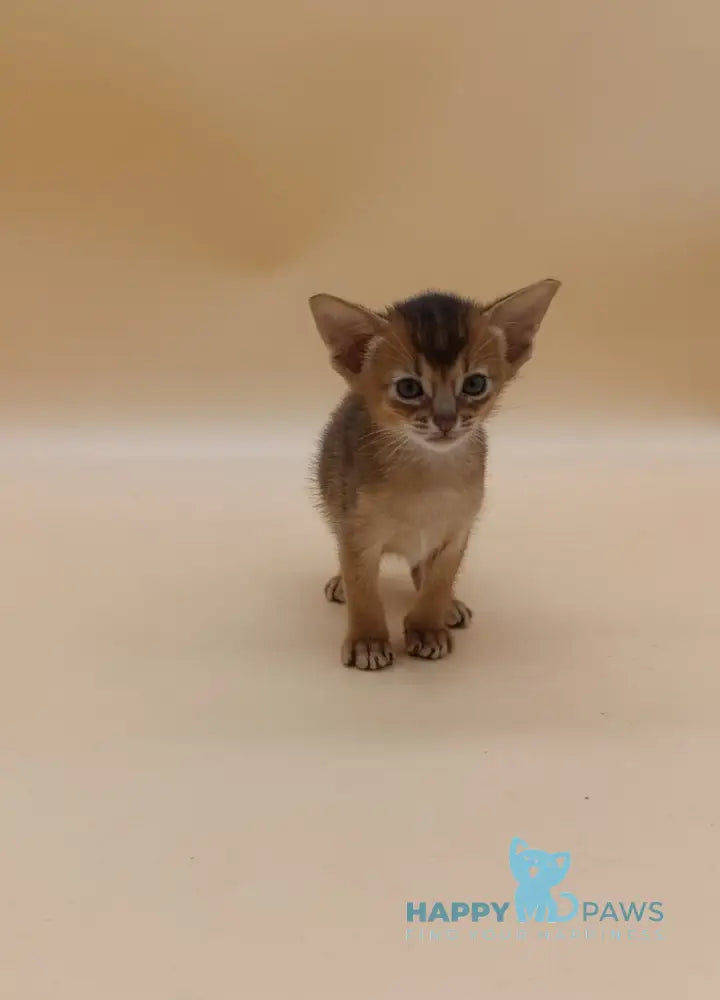 Hanna Abyssinian female black live animals