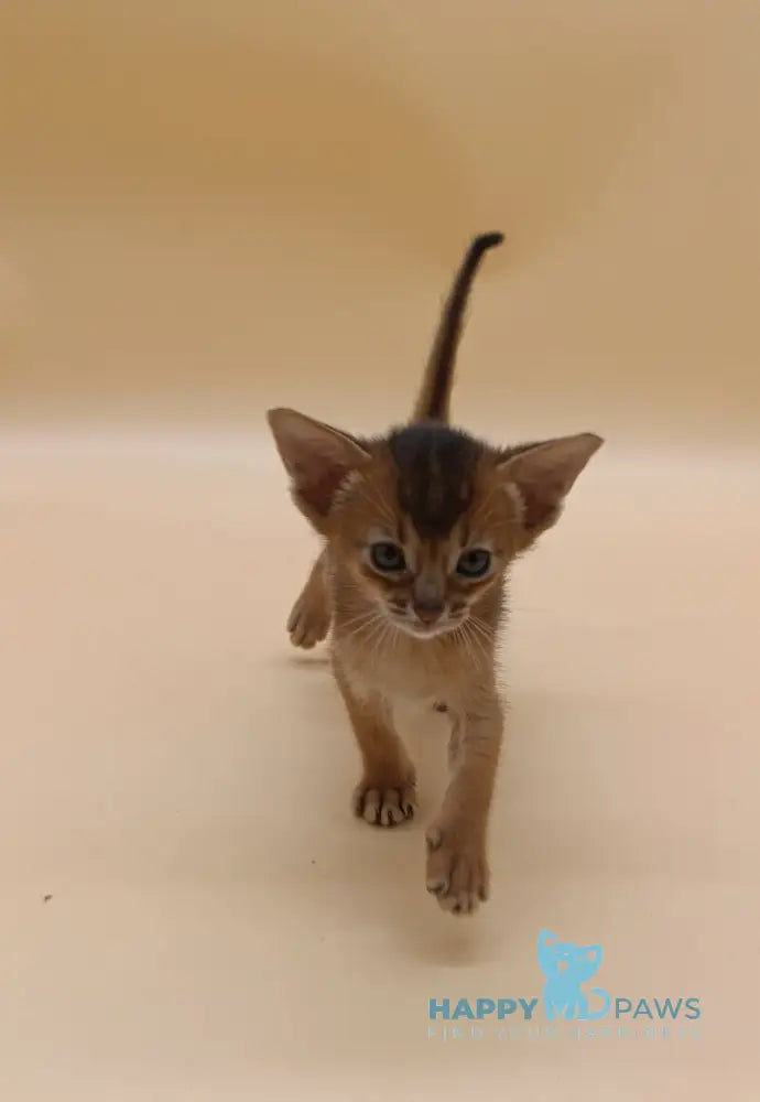 Hanna Abyssinian female black live animals