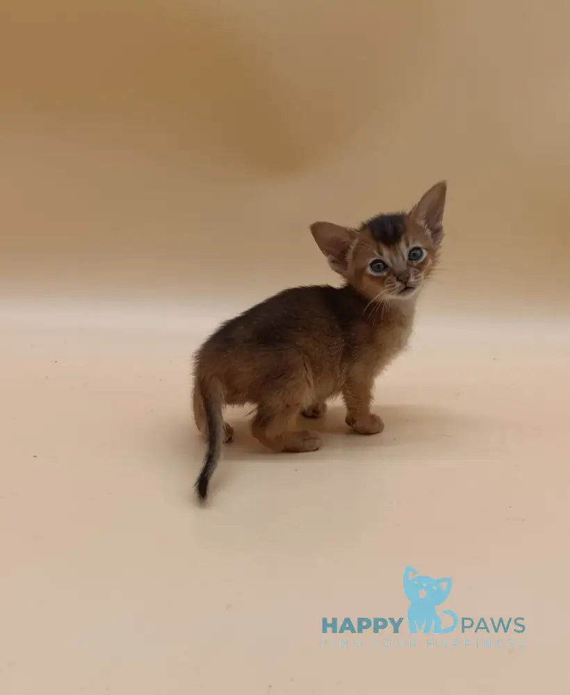Hanna Abyssinian female black live animals