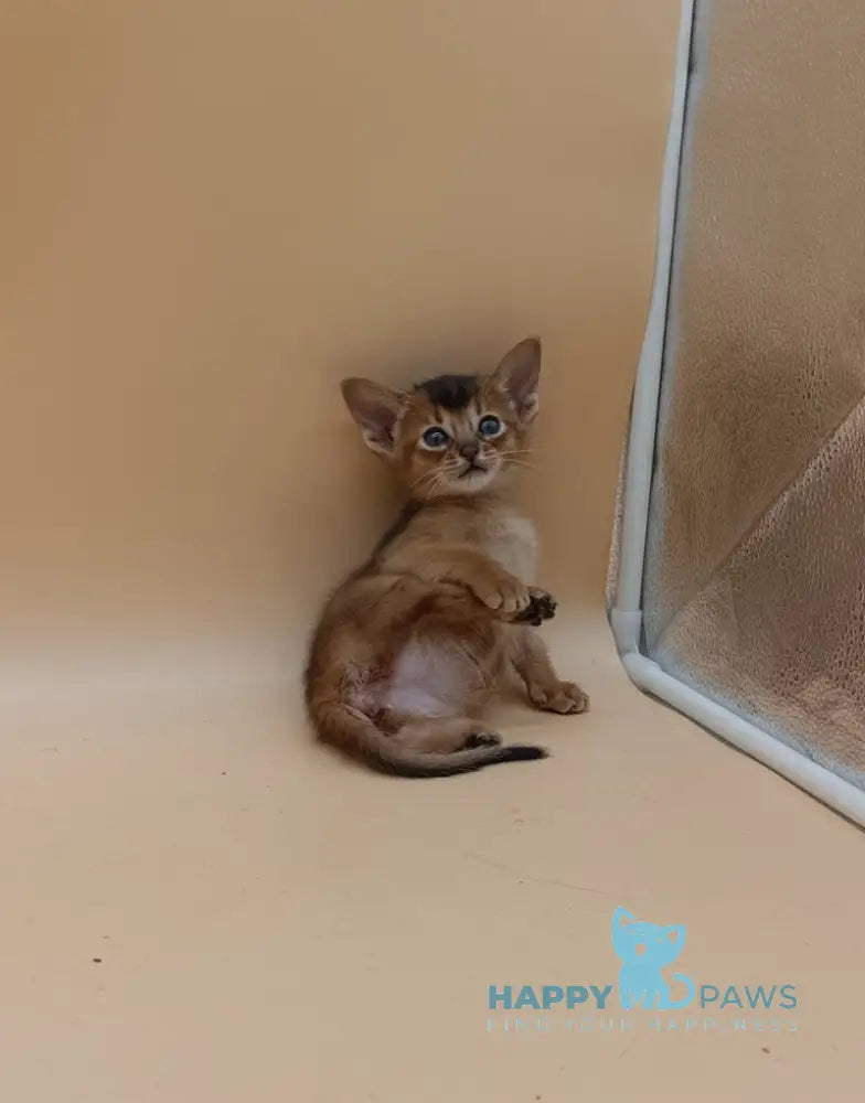 Hanna Abyssinian female black live animals