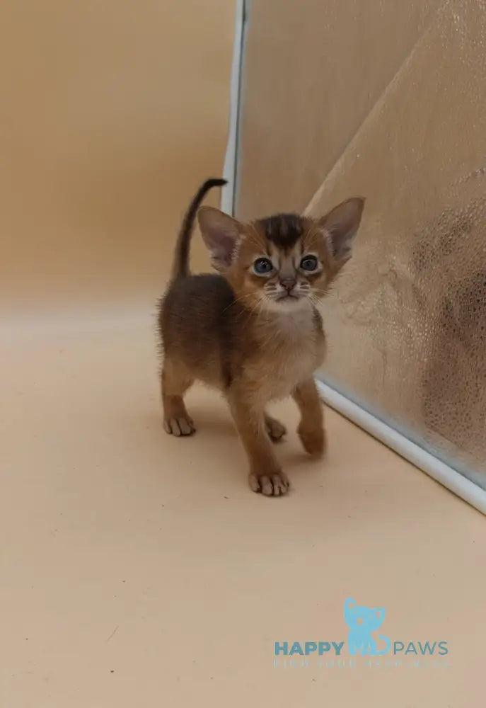 Hanna Abyssinian female black live animals
