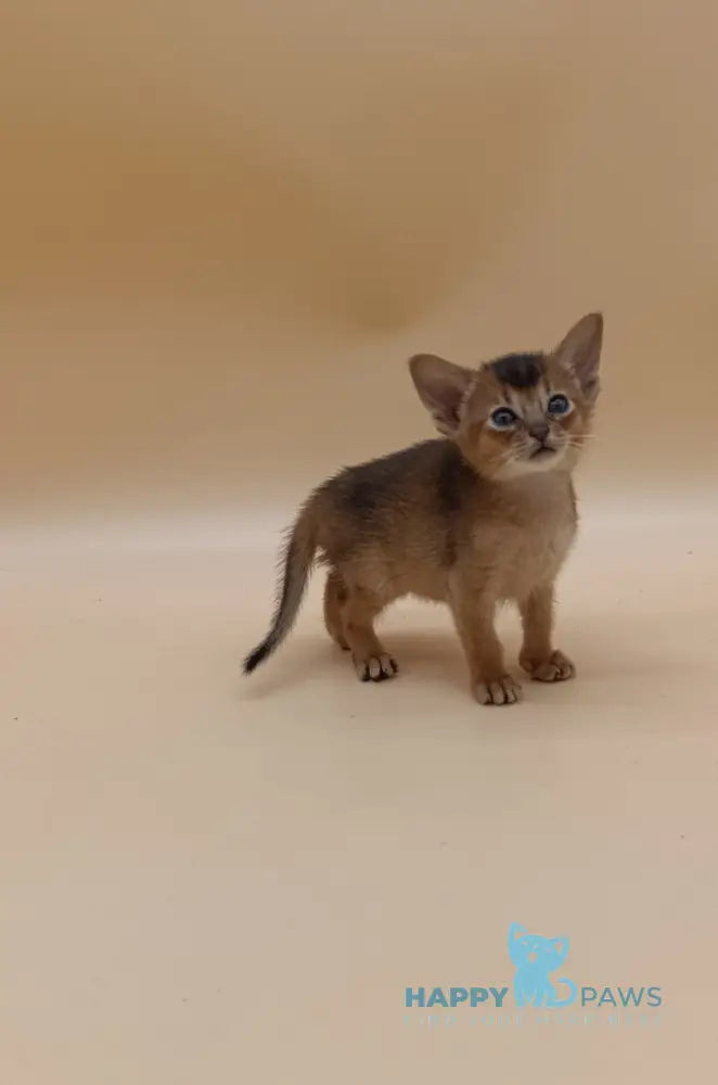 Hanna Abyssinian female black live animals