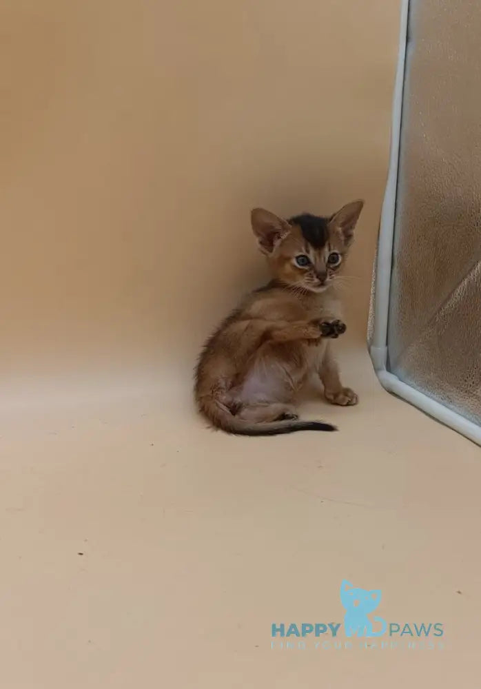 Hanna Abyssinian female black live animals